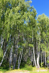  Authentic beautiful summer landscape birch grove on a clear sunny day
