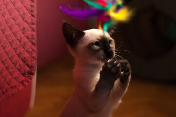 creative photograph of a Siamese kitten playing with colorful feathers at home