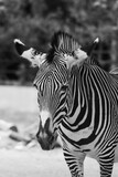 Fototapeta Konie - African Zebra
