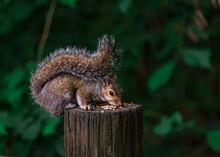 Grey Squirrel Feeding In The Wild
