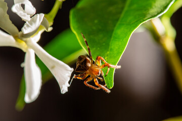 Araneus