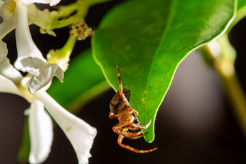 Araneus