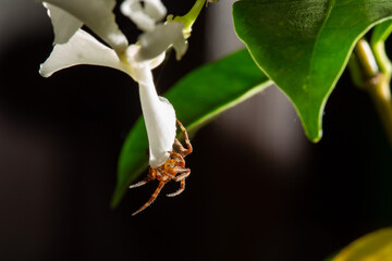 Araneus