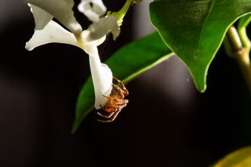Araneus