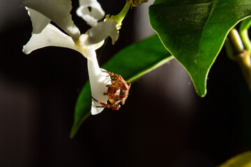 Araneus