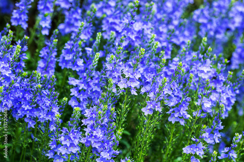 Fotografía Veronica spikelet planted in mixed border with alchemilla mollis in summer garde