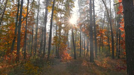 Wall Mural - Autumn nature concept. Camera moving through the autumn trees in morning mist forest. Sun breaking through the trees. 4K