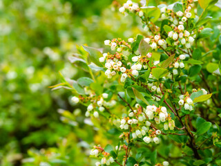 Northern highbush blueberry, high blueberry, Vaccinium corymbosum, North American berry shrub blooming, closeup with selective focus and copy space