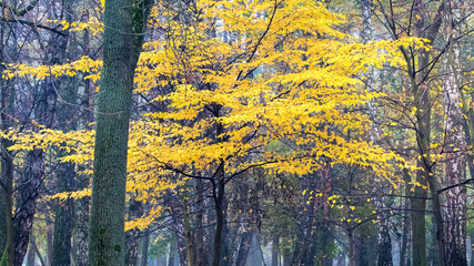 Tree with yellow leaves in the park in autumn