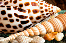Close Up View Of A Scaphella Junonia Seashell With Banded Tulips And Other Seashells 
