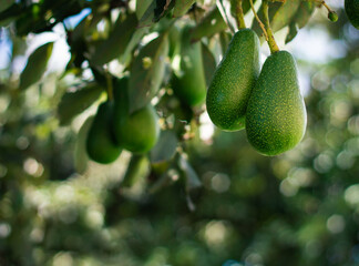 avocado tree