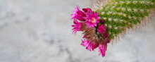 Macro Closeup Of Hot Pink Purple Flowers Of Hybrid Cactus