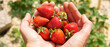 Bannière de fraises fraîchement cueillies dans les mains d'une femme