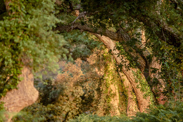 Wall Mural - sunrise over cork oaks in the forest