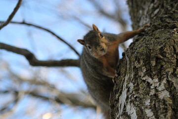 squirrel on a tree