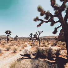 Joshua Tree Trail In The Desert