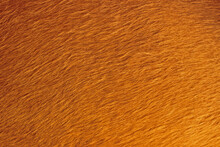 Beautiful Buffalo, Ox Or Bull Natural Fur. Buffalo Skin Hear Texture.Texture Or Background Concept. Close Up.