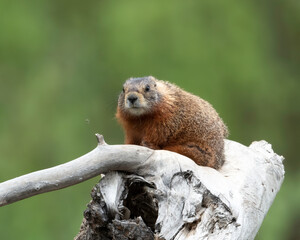 Wall Mural - yellow-bellied marmot (marmota flaviventris), grand teton national park, wyoming, usa