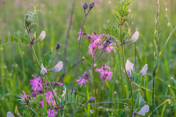 Purple  and white meadow flowers at dawn in Ukraine.