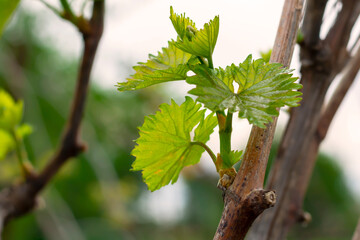 Young new leaves of grapes in the spring outdoors. Green grape leaves on a branch. The cultivation of grapes. Selective focus.