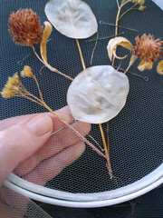 Wall Mural - Handmade Embroidery with Dried Flowers and withered herbs on mesh fabric, grid, tulle, round hoop  