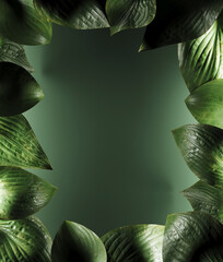 Minimal nature background for summer concept. Hosta leaf frame on green background. 3d render illustration. Object isolate clipping path included.