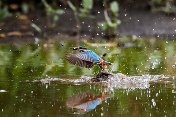 Kingfisher fleeing from the water  between the grass  stalks and splashing water drops. Flying jewel. Common Kingfisher, Alcedo atthis,