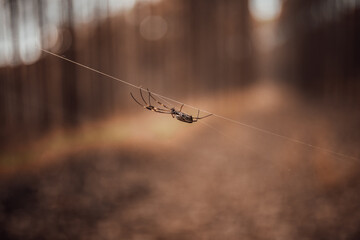 spider on the web
