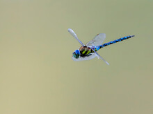 Closeup Photo Of Dragonfly With Transparent Wings, Neutral Colorful Background. Anax Imperator.