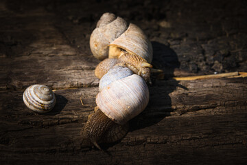  Snails on wooden background