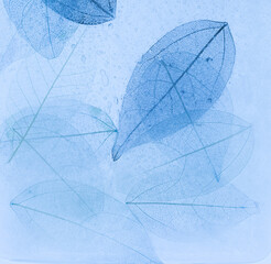 Sticker - Macro leaves background texture blue color. Transparent skeleton leaves, colorful beautiful image of nature, leaves on ice