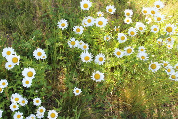 daisies in the grass