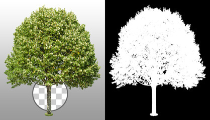 Wall Mural - Linden. Cut out green tree isolated on transparent background via an alpha channel. Cutout deciduous tree in summer. High quality clipping mask for professional composition.