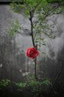 martwa róża
