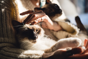 Wall Mural - Sweet friendship between human and cat. Cat paws in woman's hand with sunlight and shadows. Pleasure moments