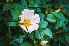 Macro Photo Of Cherokee Rose (rosa Laevigata)