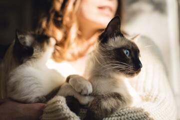 Wall Mural - Attractive girl embracing her Siamese cats. Indoor portrait of cute woman playing with her two pets.