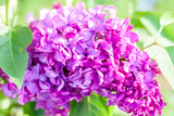 Fototapeta Paryż - Incredibly fluffy and full of flowers branch of lilac. Spring fragrant flowers.