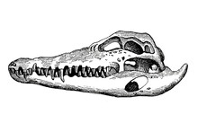 Old Illustration Of A Skull Of A Neil Crocodile