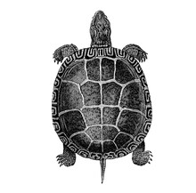 Old Illustration Of A Land Tortoise