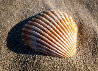 seashell close-up on a beach