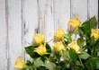 Flowers of yellow roses.White old background with space for text.