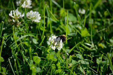 Wall Mural - bumblebee on white wildflower in summer nature