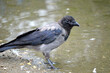 crow on pond shore