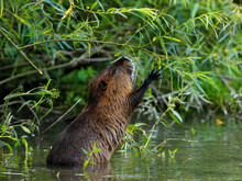 Close-up Photo Of Wild Nutria Bite The Willows Twigs On Background Of Green Bushes. Natural Environment. Nutria, Coypu, Myocastor Coypus
