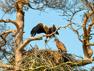 A mighty eagle the feeds the youngsters on the nest caught by the fish. Close-up dynamic photo of White-tailed Eagle, Haliaeetus albicilla.