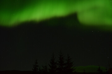 Wall Mural - amazing aurora borealis dancing on star filled autumn night sky over spruce trees