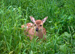 White-tailed small fawn deer lies in the grass.focus on the animal
