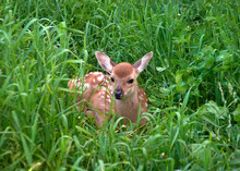White-tailed Small Fawn Deer Lies In The Grass.focus On The Animal