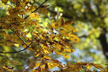 autumn leaves on a tree